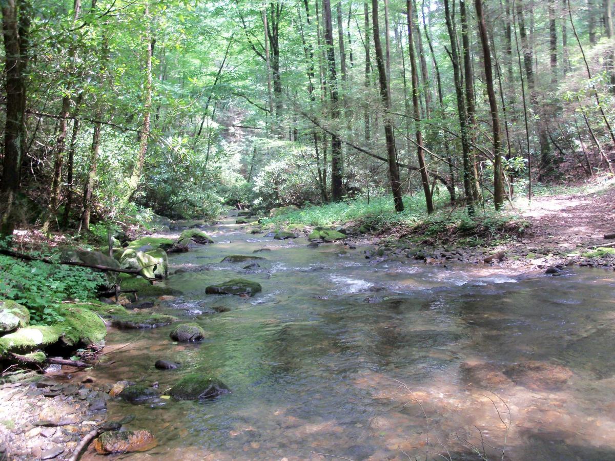 A tranquil stream flowing through a lush green forest, surrounded by tall trees and vibrant foliage. Sunlight filters through the leaves, casting dappled shadows on the water and moss-covered rocks along the banks. The scene conveys a peaceful natural environment, ideal for outdoor exploration. Pinhoti Trail: Mountaintown Creek Segment mountain bike trail.