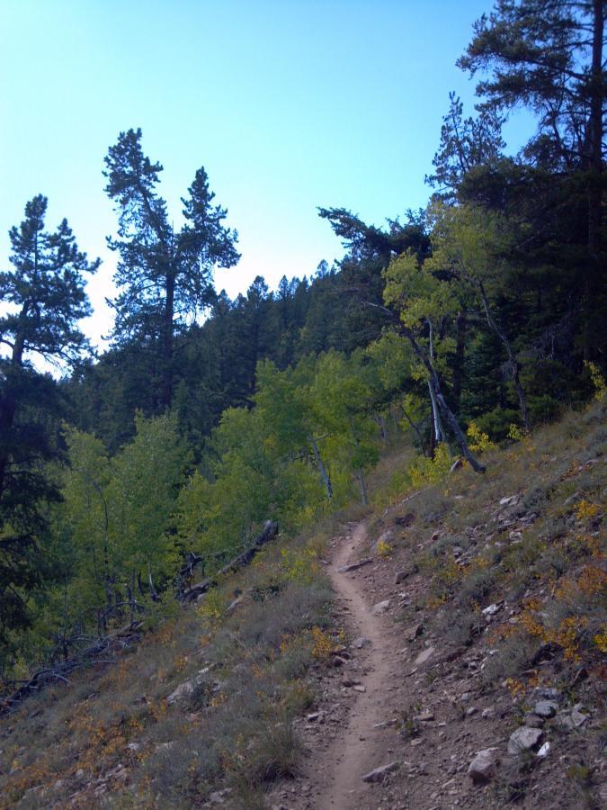 A winding dirt trail leads through a forested area, flanked by tall evergreen trees and patches of vibrant green foliage, with a clear blue sky overhead. The path slopes gently uphill, surrounded by rocky terrain and hints of autumn colors in the underbrush. Doctor Park mountain bike trail.