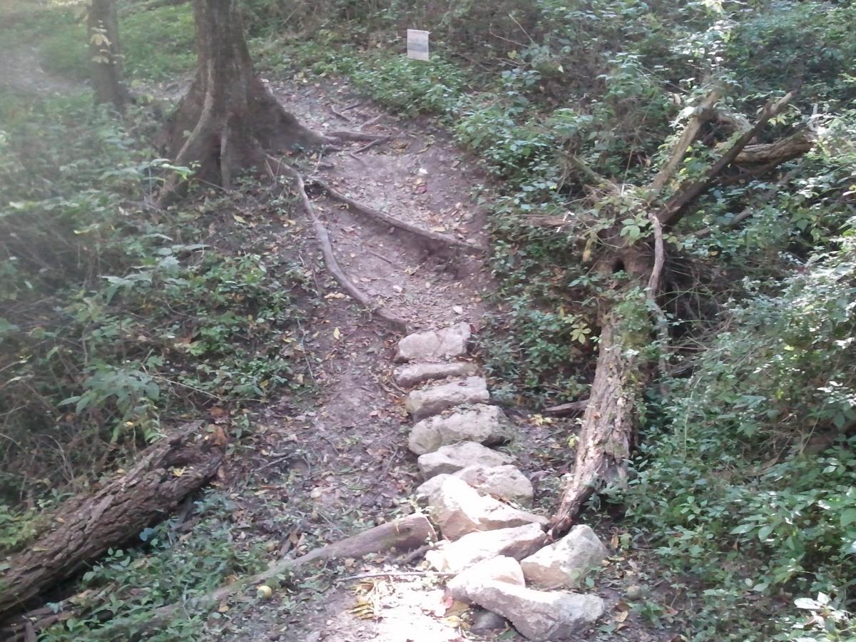 A narrow dirt path winding through a forest, featuring a few exposed tree roots and stones arranged as stepping stones. Lush greenery surrounds the trail, with fallen branches and underbrush visible on either side. A small sign is partially visible along the path. Sunderbruch Park mountain bike trail.