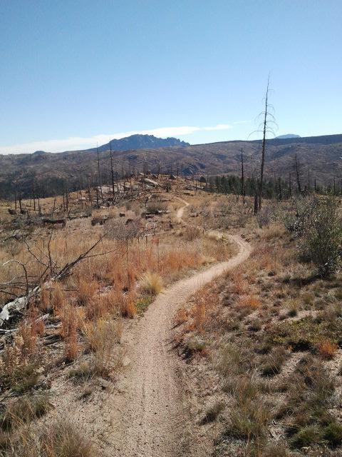 A winding dirt path leads through a sparse, rugged landscape featuring dry grasses, scattered trees, and distant mountains under a clear blue sky. The area shows signs of past disturbances with some dead trees and fallen logs. Buffalo Creek mountain bike trail.