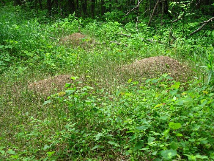Two large ant hills surrounded by lush green grass and various plants in a forested area. The scene is rich in vegetation, with tall grasses and scattered shrubs, indicating a thriving ecosystem. Great Seal State Park mountain bike trail.