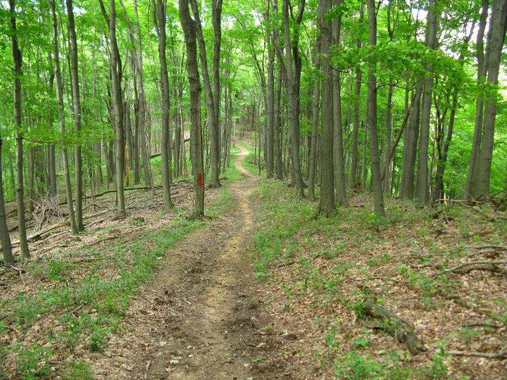 A winding dirt trail through a lush green forest, surrounded by tall trees with vibrant leaves, creating a peaceful and serene atmosphere. The trail is partially bordered by patches of grass and fallen leaves, inviting exploration into the natural surroundings. Great Seal State Park mountain bike trail.