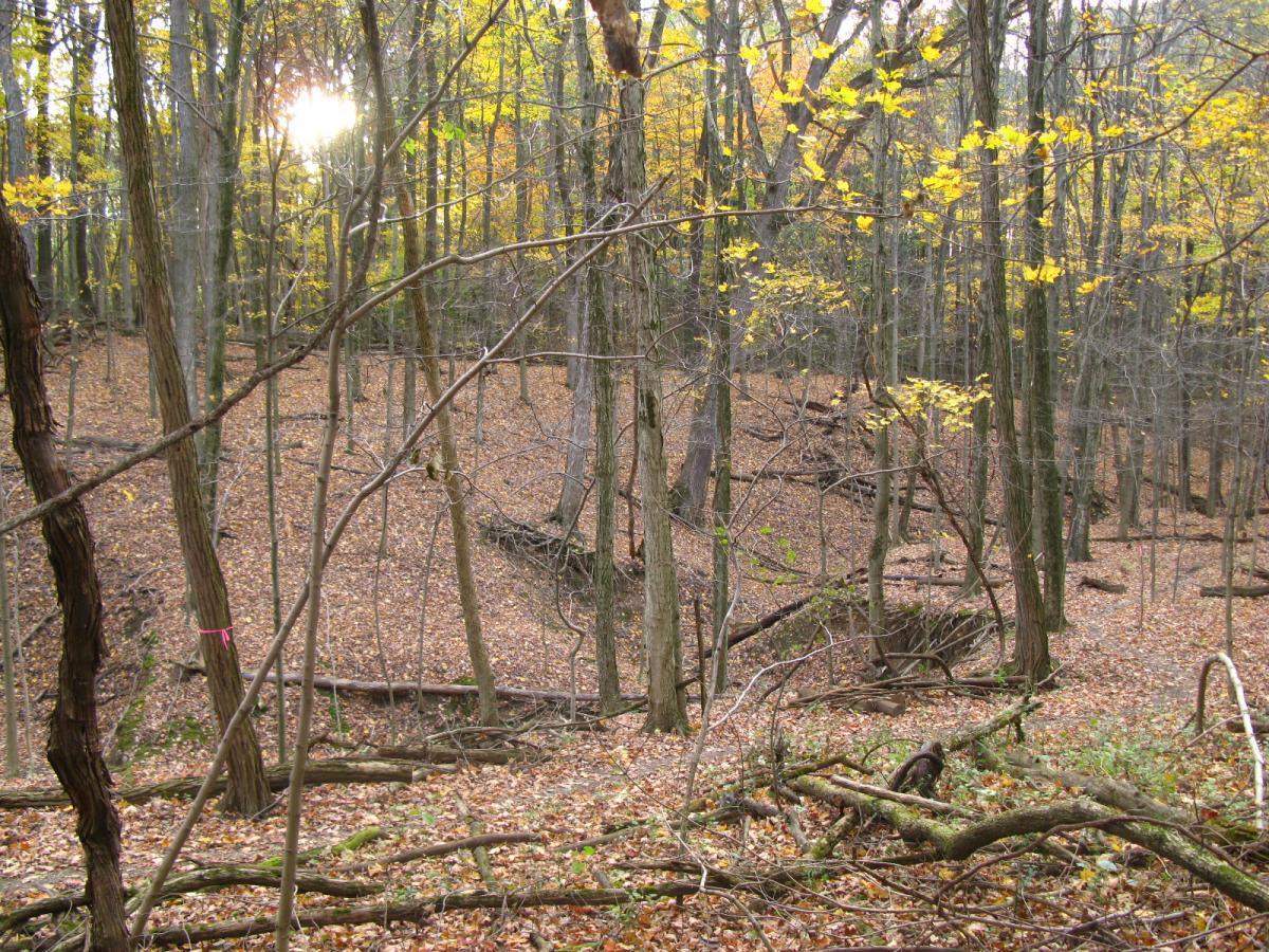 A tranquil forest scene featuring tall trees with autumn foliage, including yellow leaves, scattered across the forest floor. Sunlight filters through the branches, creating a warm glow in the background. Fallen logs and twigs are visible among the dried leaves, enhancing the natural, serene atmosphere of the wooded area. Chestnut Ridge mountain bike trail.