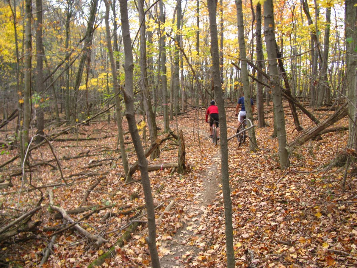 Two bicycles are seen on a dirt trail winding through a forest, surrounded by trees with autumn foliage. The ground is covered with fallen leaves and scattered sticks, creating a natural, rustic atmosphere. Chestnut Ridge mountain bike trail.
