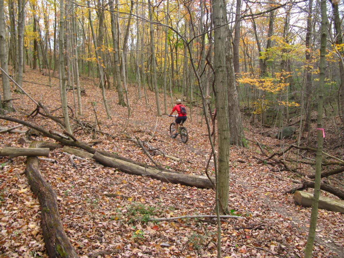 A person riding a mountain bike along a trail in a forest, surrounded by trees with autumn foliage and a carpet of fallen leaves. The scene showcases a winding path with logs and branches on the ground, creating a natural outdoor setting. Chestnut Ridge mountain bike trail.