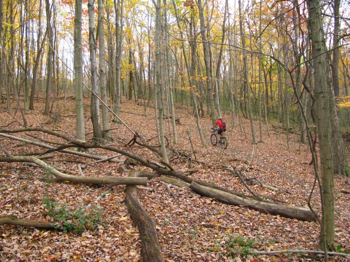 A mountain biker navigating through a wooded trail covered with fallen leaves and scattered branches, surrounded by tall trees displaying autumn foliage. Chestnut Ridge mountain bike trail.