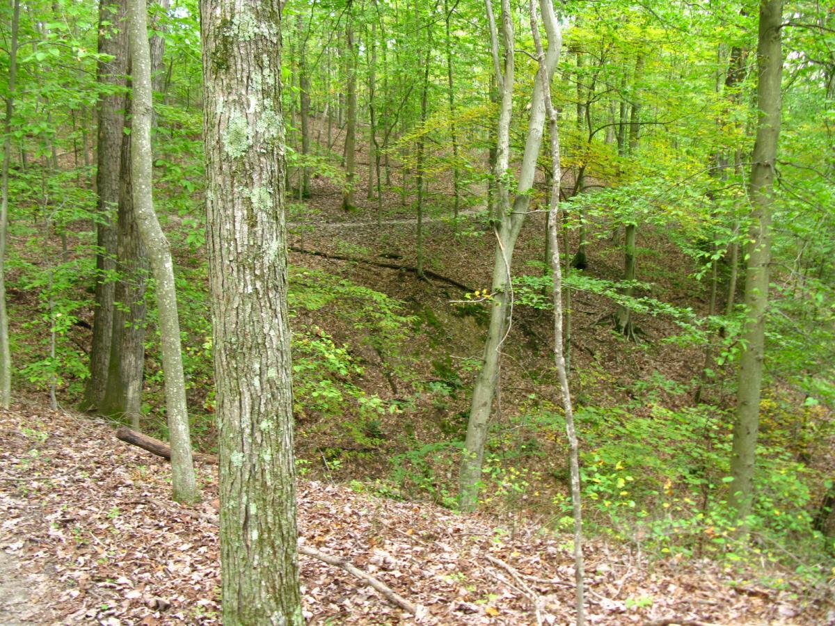 A serene forest scene featuring tall trees with lush green foliage, scattered dry leaves on the ground, and a natural slope leading down to a small ditch or gully. The overall atmosphere is tranquil and showcases the beauty of nature in a wooded area. Lake Hope State Park mountain bike trail.