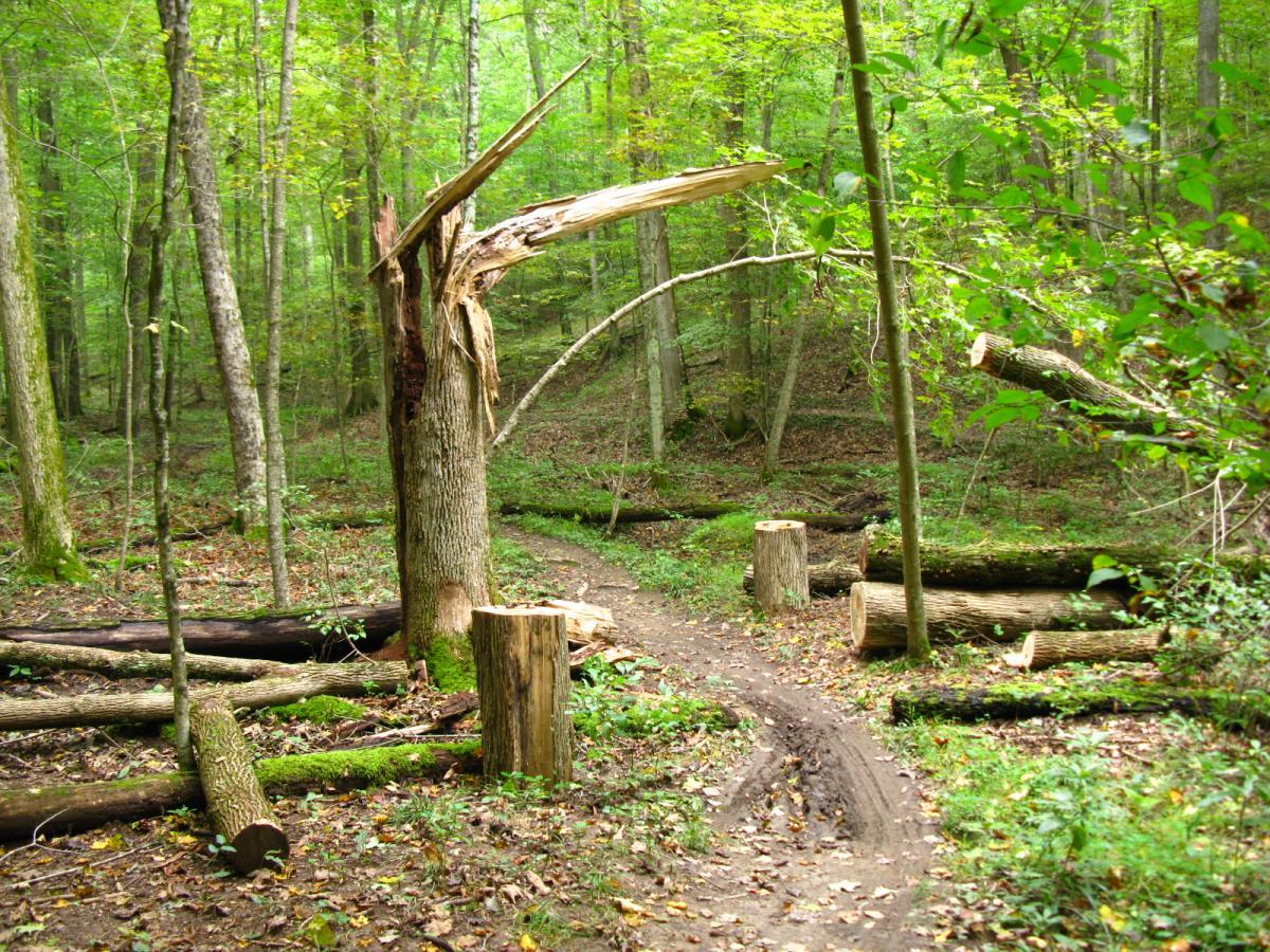 A forest path surrounded by greenery, featuring a broken tree with splintered branches on the left and several cut wooden stumps scattered on the ground. The scene conveys a tranquil, natural environment. Lake Hope State Park mountain bike trail.