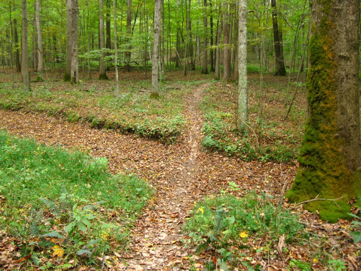 A serene forest scene featuring a winding dirt path surrounded by lush greenery and trees in various shades of green. The ground is covered with fallen leaves, and the atmosphere appears peaceful and inviting for a nature walk. Lake Hope State Park mountain bike trail.