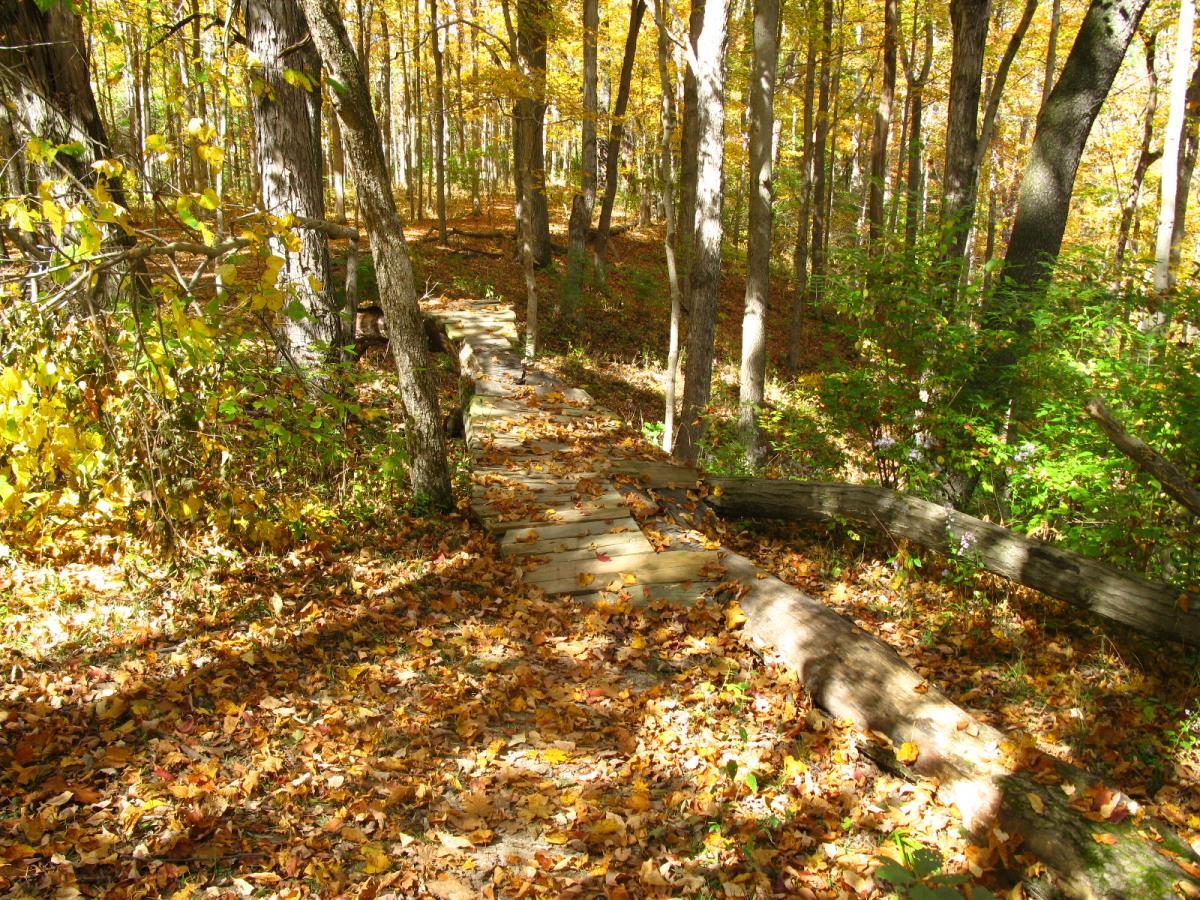 A winding wooden pathway leads through a forest adorned with autumn foliage. The ground is covered in colorful fallen leaves, while tall trees with vibrant yellow and green leaves create a serene and inviting atmosphere. Soft sunlight filters through the tree canopy, illuminating the path and surrounding nature. Hueston Woods State Park mountain bike trail.