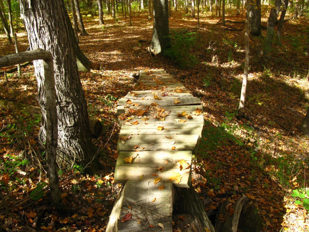 A wooden footbridge made of planks spans a forested area covered in autumn leaves. The sun filters through the trees, casting dappled light on the path, which winds through a serene wooded landscape with various trees in the background. Hueston Woods State Park mountain bike trail.