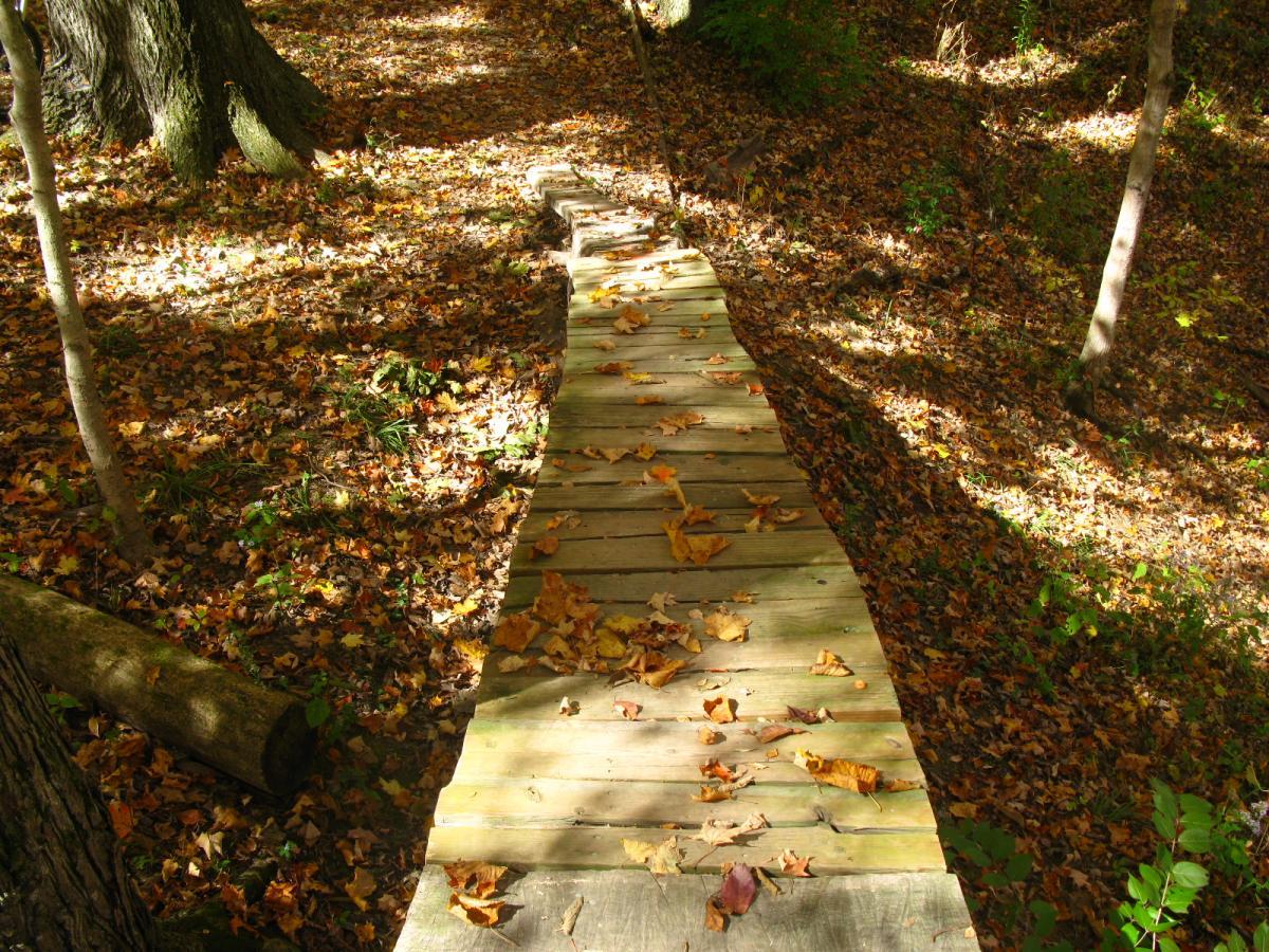 A wooden pathway covered with fallen leaves winds through a forest, surrounded by trees and dappled sunlight filtering through the foliage. Hueston Woods State Park mountain bike trail.