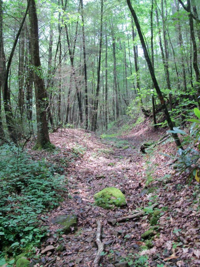 A serene forest path winding through dense trees, with a carpet of leaves and patches of moss-covered rocks on the ground. Sunlight filters through the canopy, creating a peaceful and natural atmosphere. Pinhoti Trail: Mountaintown Creek Segment mountain bike trail.