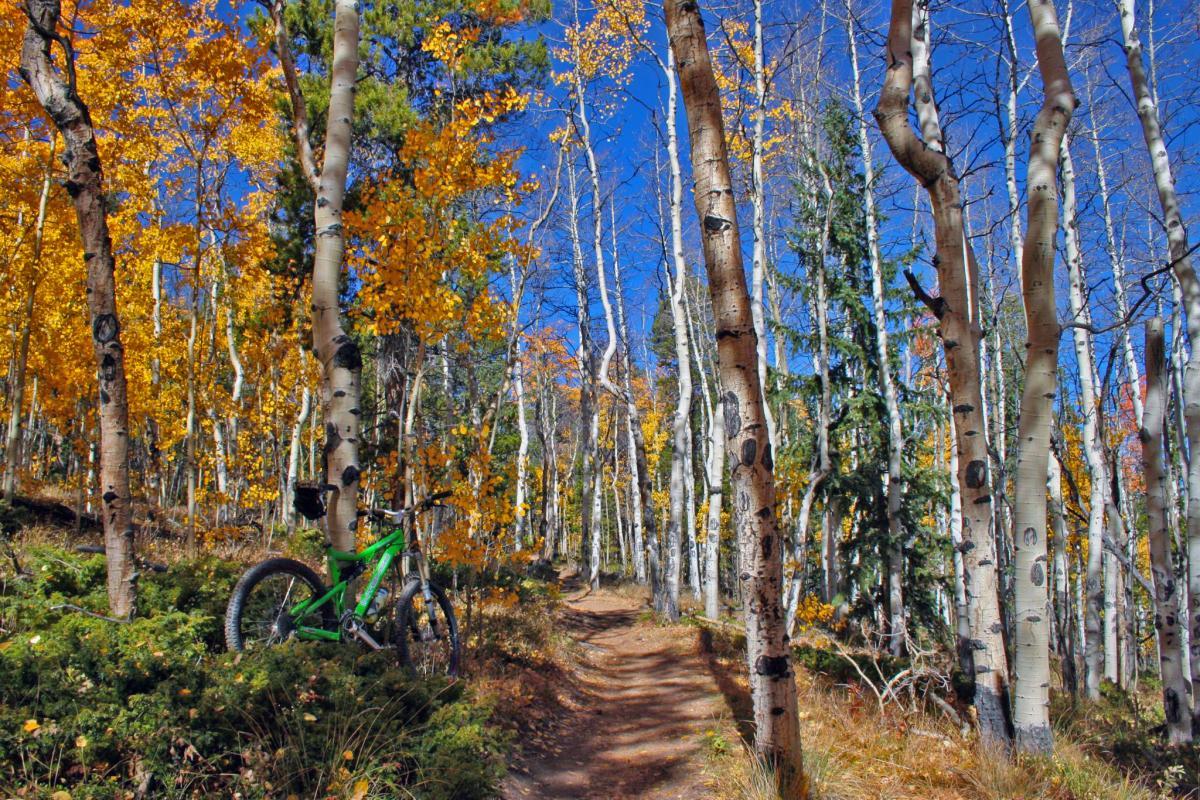 A green mountain bike is leaning against a tree on a dirt path surrounded by tall aspen trees with vibrant yellow leaves, set against a clear blue sky. The scene depicts a picturesque autumn landscape ideal for outdoor activities. Colorado Trail: Kenosha Pass To Breckenridge mountain bike trail.