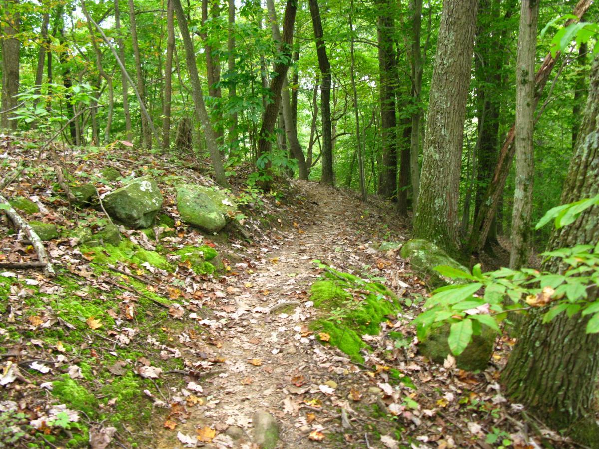A narrow dirt trail winding through a lush green forest, surrounded by tall trees and scattered rocks covered in moss. Fallen leaves blanket the ground, creating a natural path. Lake Hope State Park mountain bike trail.