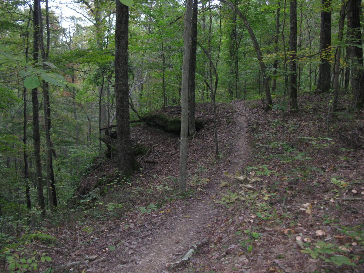 A winding dirt trail surrounded by greenery in a dense forest, with tall trees and scattered leaves on the ground. The path gently curves to the right, leading deeper into the wooded area. Lake Hope State Park mountain bike trail.