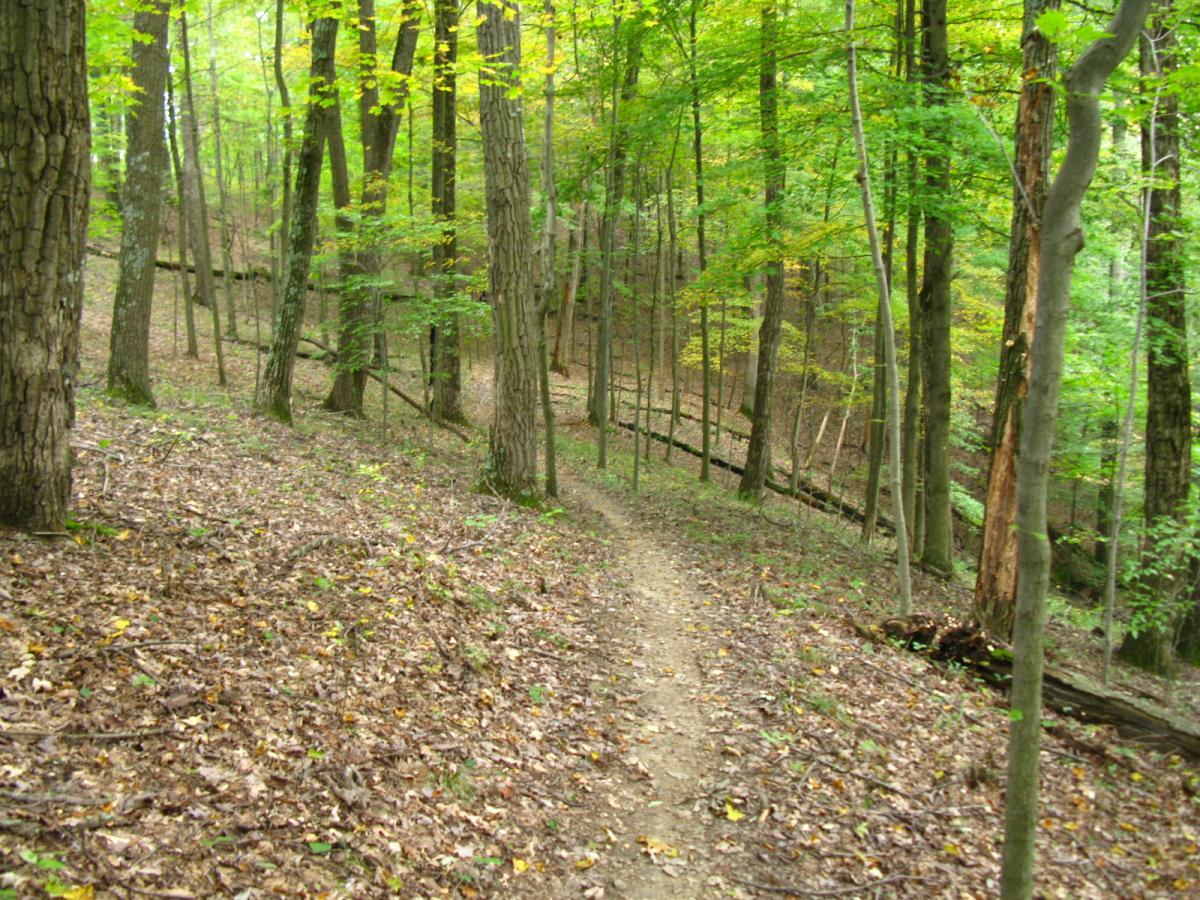 A winding dirt path through a dense forest, with tall trees on either side and a carpet of fallen leaves covering the ground. The scene is lush and green, indicating a vibrant natural environment. Lake Hope State Park mountain bike trail.
