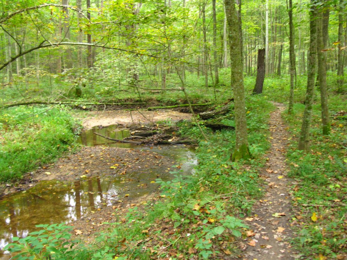 A narrow dirt path winding through a lush green forest, alongside a small stream. The scene features trees with vibrant leaves, some fallen branches, and soft reflections in the water. Lake Hope State Park mountain bike trail.