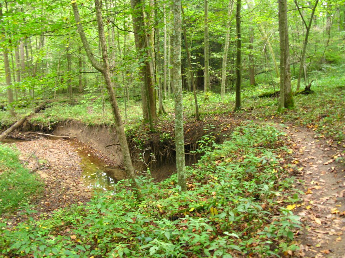 A serene forest scene featuring a winding dirt path alongside a gently flowing creek. Lush green trees surround the area, with patches of sunlight filtering through the leaves. The creek's banks are slightly eroded, exposing roots and rich soil, while fallen leaves and greenery cover the ground. Lake Hope State Park mountain bike trail.
