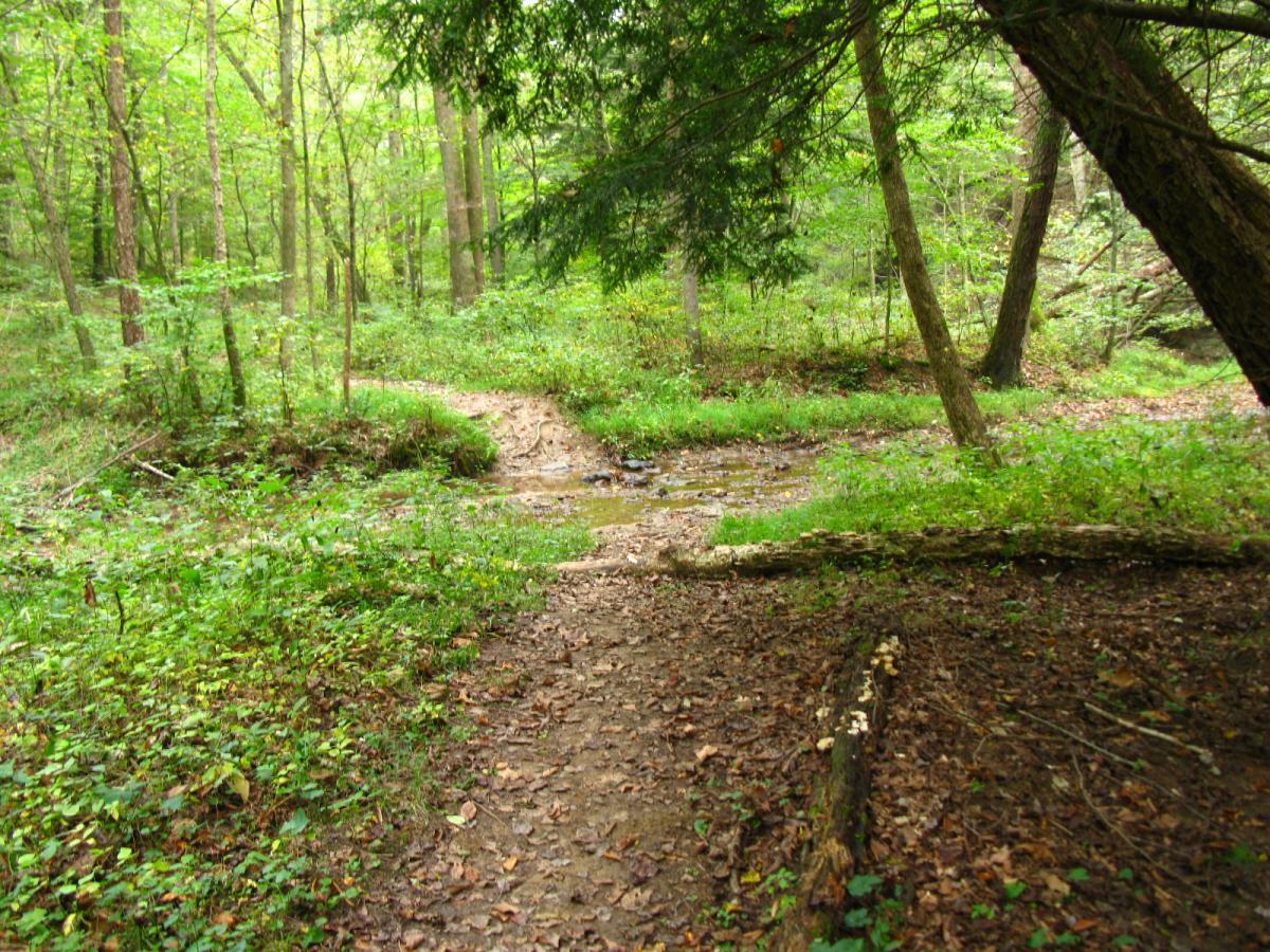 A peaceful forest scene featuring a dirt path winding through lush greenery, with trees lining either side. A small stream runs alongside the path, surrounded by patches of wild plants and fallen leaves, creating a serene natural environment. Lake Hope State Park mountain bike trail.