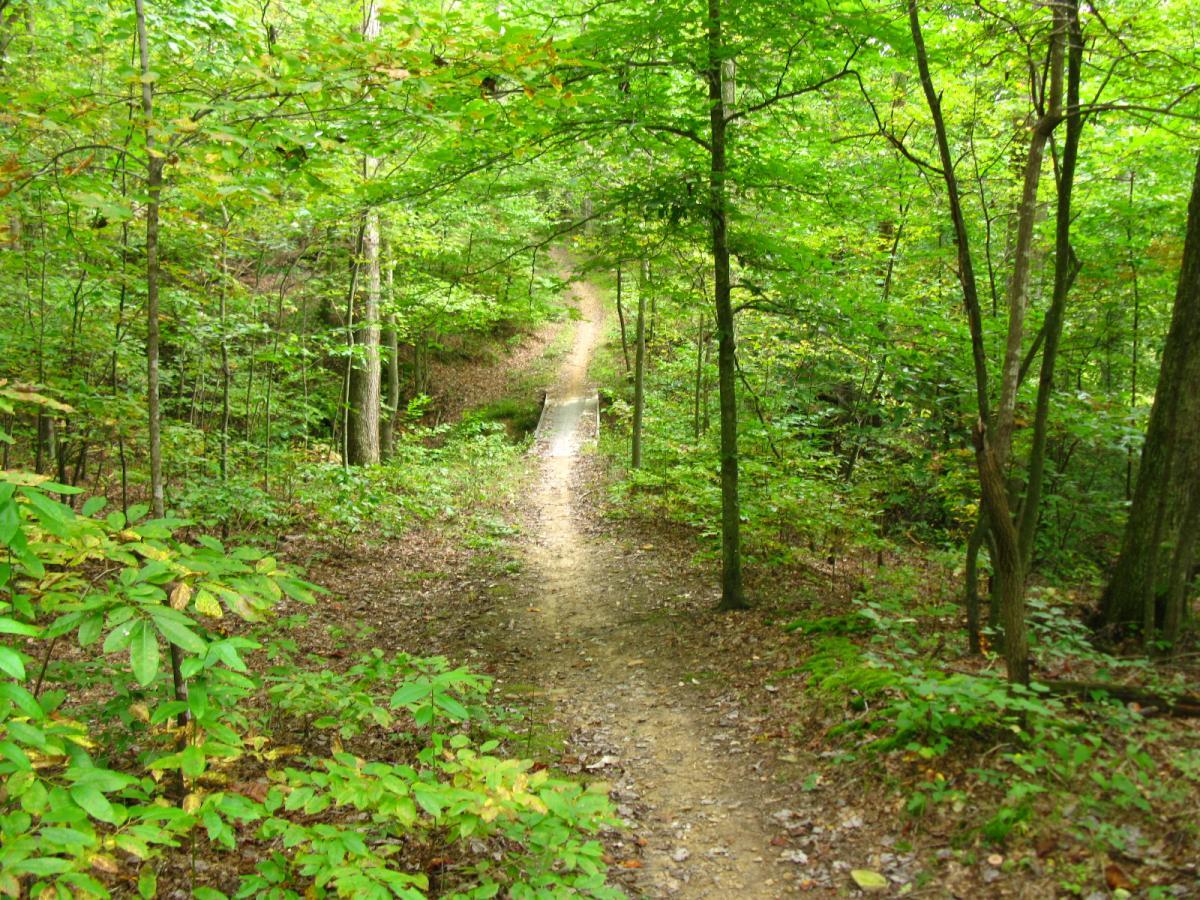 A serene forest pathway winding through lush green foliage, with trees lining both sides of the trail. The path is slightly elevated and is framed by vibrant leaves, creating a peaceful natural setting. Lake Hope State Park mountain bike trail.