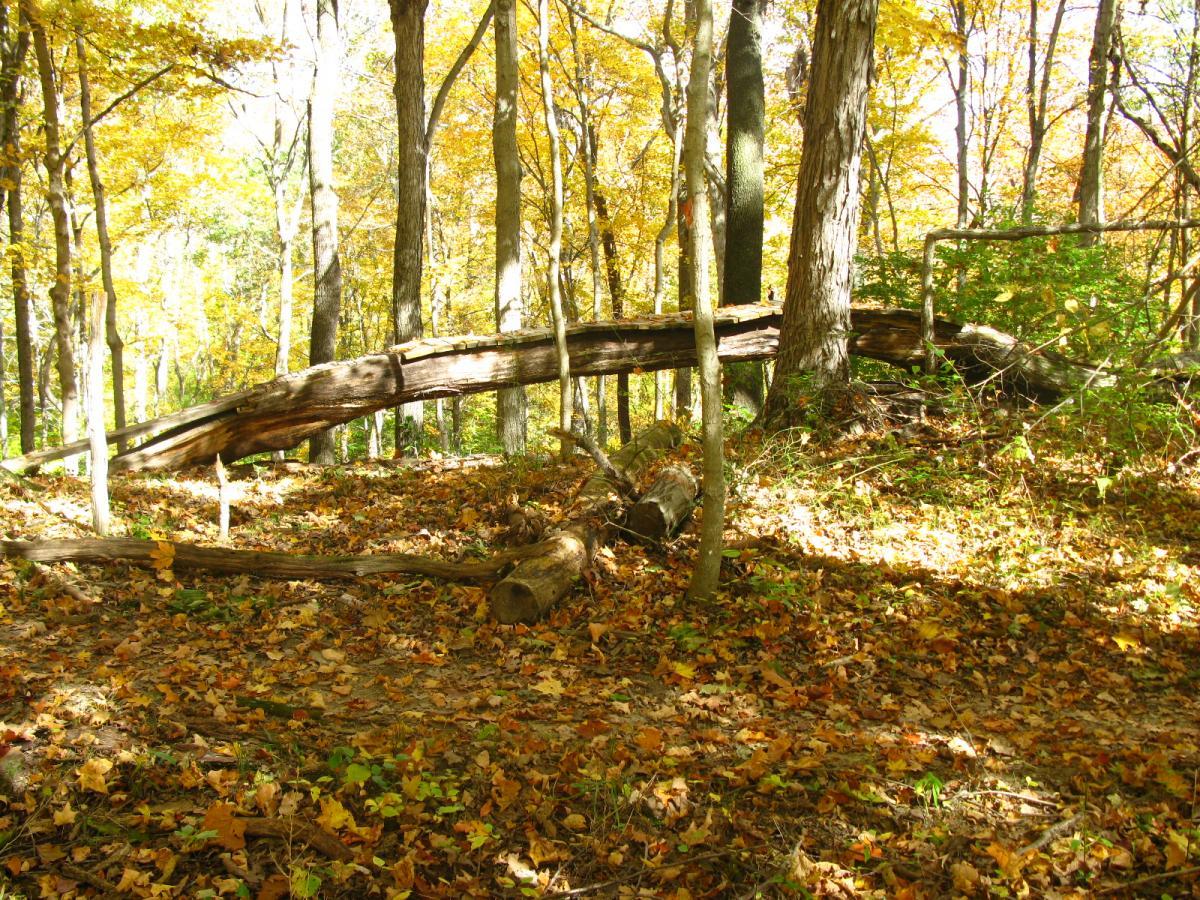 A wooded area in autumn featuring a fallen log resting across the ground, surrounded by trees with vibrant yellow and orange leaves. The forest floor is covered in a mix of fallen leaves and greenery, with soft sunlight filtering through the branches above. Hueston Woods State Park mountain bike trail.
