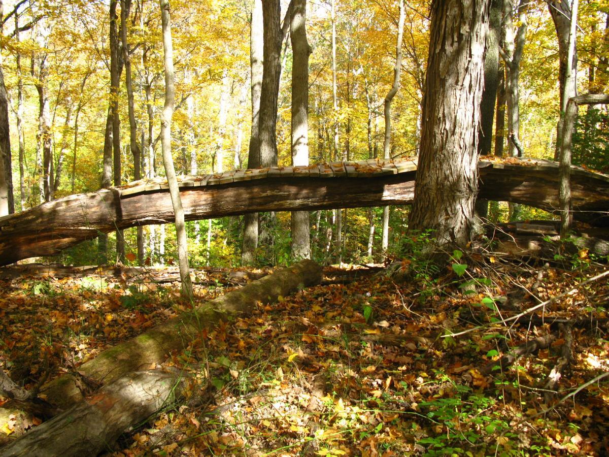 A serene forest scene in autumn, showcasing a fallen tree arched over the ground, surrounded by trees with vibrant yellow leaves. The forest floor is covered in fallen leaves and greenery, with dappled sunlight filtering through the canopy above. Hueston Woods State Park mountain bike trail.