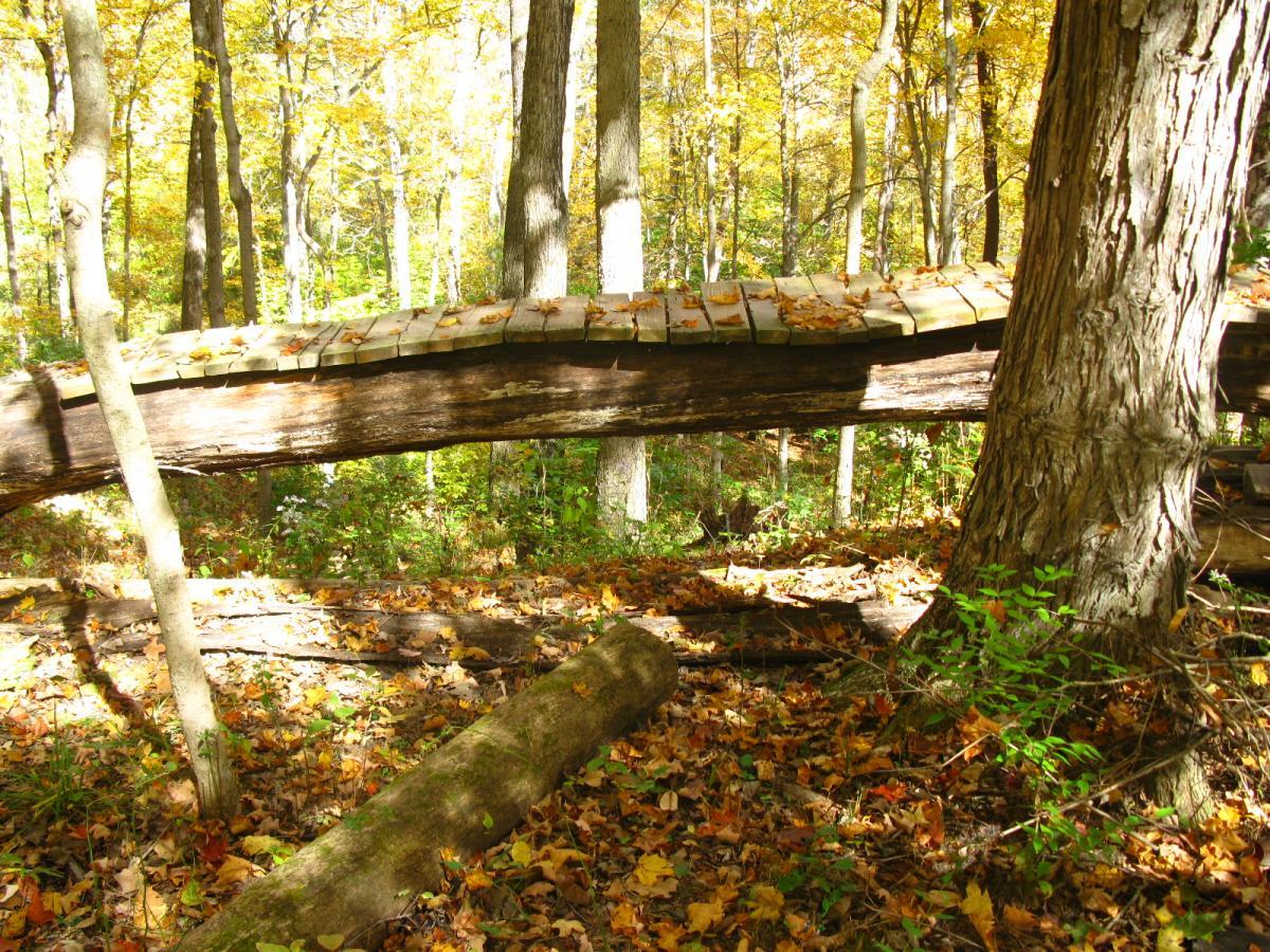 A wooden bridge made from a fallen tree, resting between two upright trees in a vibrant autumn forest. The ground is covered with colorful fallen leaves, and sunlight filters through the trees, illuminating the scene. Hueston Woods State Park mountain bike trail.