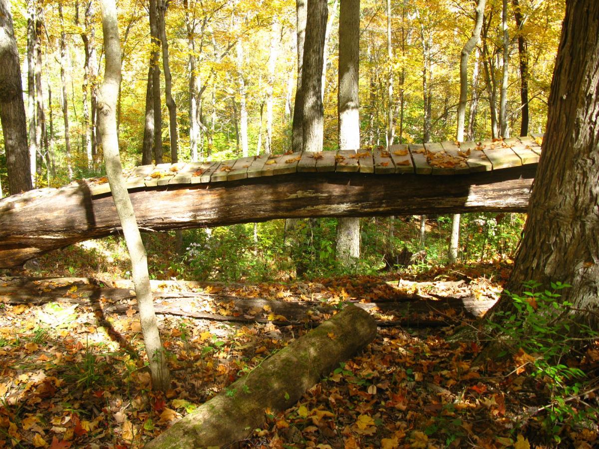 A fallen log in a wooded area, covered with autumn leaves, with a wooden plank bridge spanning the top. The forest is filled with colorful fall foliage, and sunlight filters through the trees, creating dappled shadows on the ground. Hueston Woods State Park mountain bike trail.