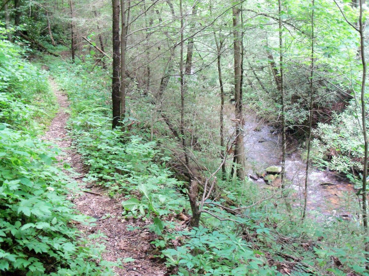 A narrow dirt path meanders through a lush green forest, flanked by vibrant foliage and trees. A gentle stream is visible to the right, with water flowing over smooth stones, creating a serene natural setting. Pinhoti Trail: Mountaintown Creek Segment mountain bike trail.