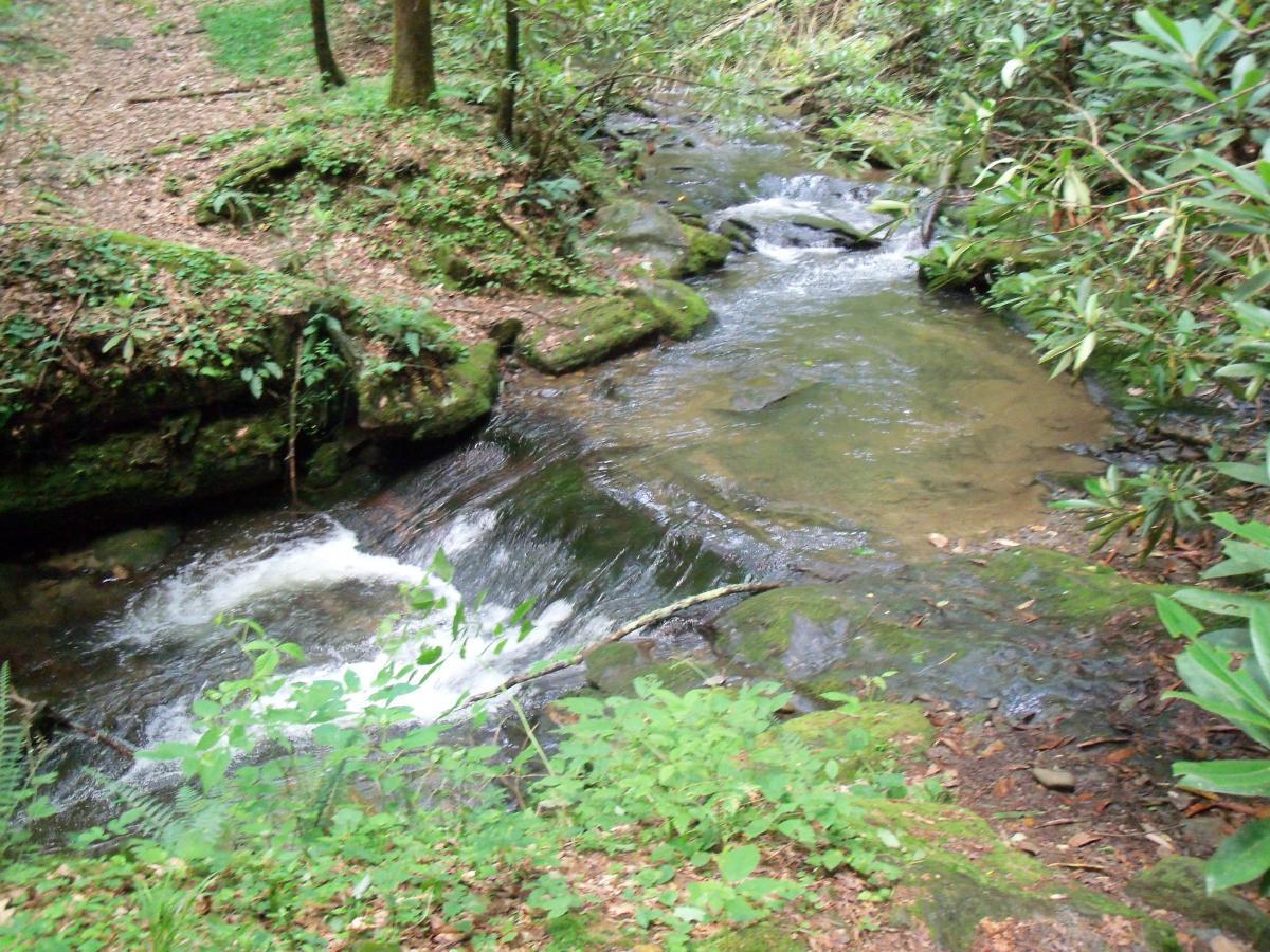 A serene forest scene featuring a flowing stream surrounded by lush greenery and moss-covered rocks. The water gently cascades over stones, creating ripples, while ferns and other plants flourish along the banks, enhancing the tranquil natural atmosphere. Pinhoti Trail: Mountaintown Creek Segment mountain bike trail.