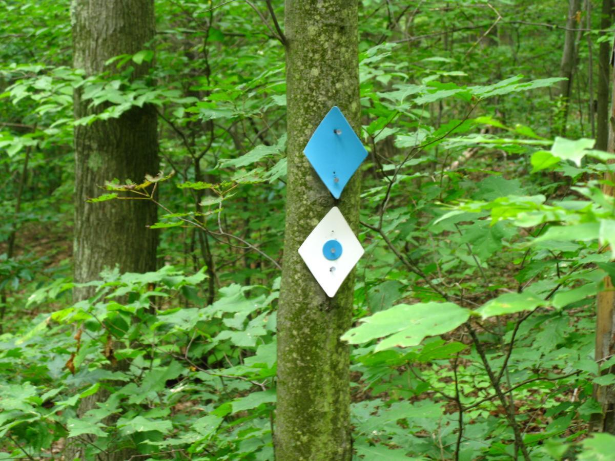 Two trail markers attached to a tree in a lush green forest. The upper marker is a blue diamond shape, and the lower marker is a white diamond with a blue circle in the center. Surrounding foliage consists of various green leaves and tree trunks. Archers Fork Loop Trail mountain bike trail.