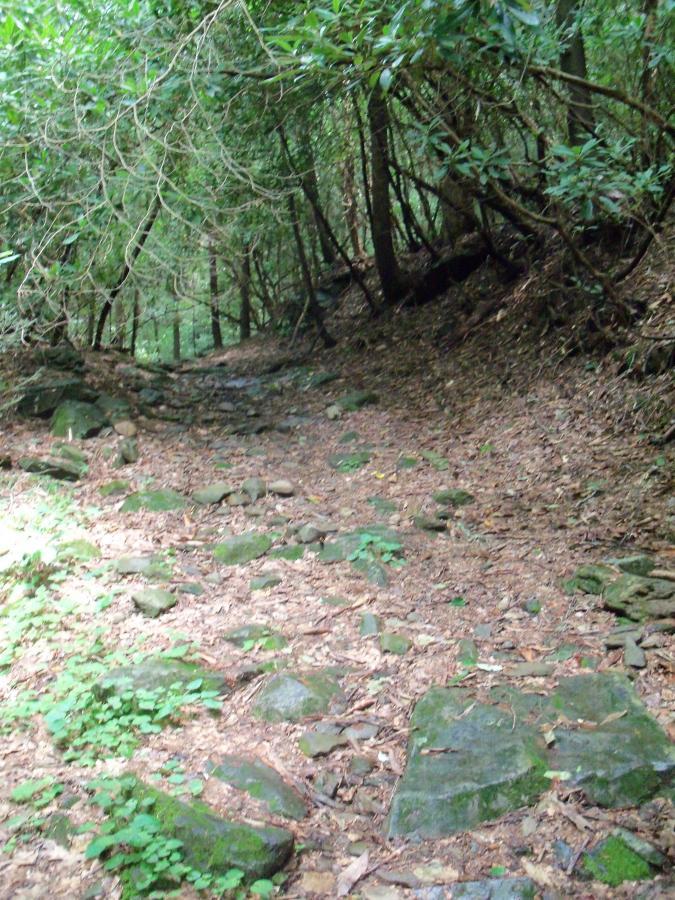 A narrow forest path winding through dense greenery, with a rocky, uneven surface covered in leaves and small plants. Sunlight filters through the trees, casting dappled light on the ground. Pinhoti Trail: Mountaintown Creek Segment mountain bike trail.