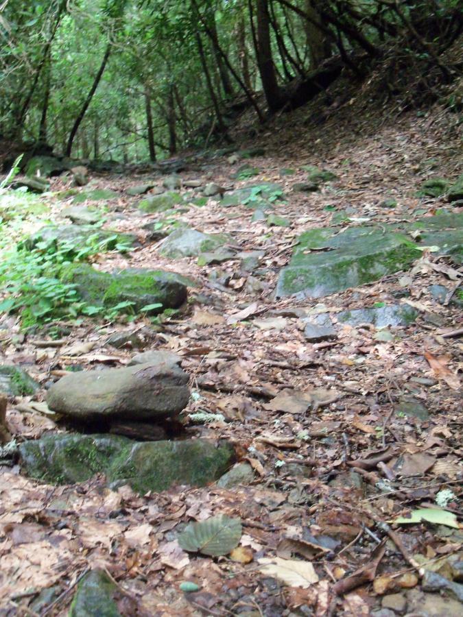 A rocky, uneven hiking trail surrounded by dense greenery and trees. The path is covered with scattered leaves, small rocks, and patches of moss, indicating a natural forest setting. Pinhoti Trail: Mountaintown Creek Segment mountain bike trail.