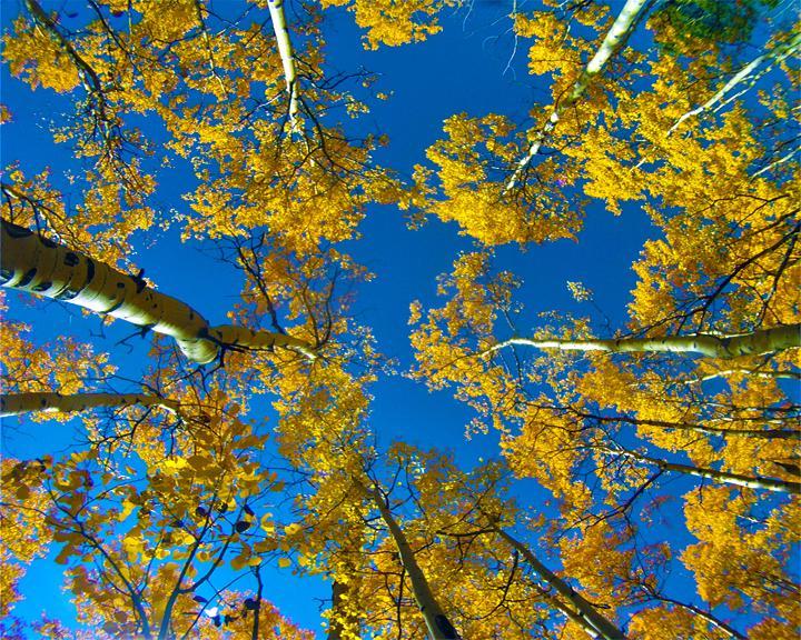 A view looking up through a forest of trees with vibrant yellow leaves against a clear blue sky. The tall trunks of aspen trees are visible, creating a natural frame for the colorful foliage overhead. Colorado Trail: Kenosha Pass To Breckenridge mountain bike trail.