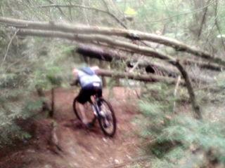 A person riding a mountain bike on a woodland trail, navigating under fallen trees and surrounded by dense greenery. Bear Brook mountain bike trail.