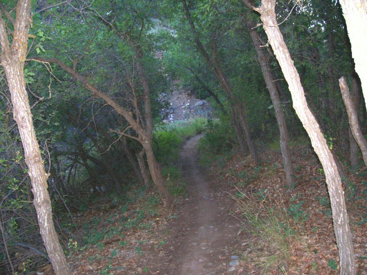 A narrow dirt path winding through dense trees, with scattered leaves and underbrush along the sides. The scene is dimly lit, suggesting a forested area leading to a clearer space in the background. Telegraph Trail System mountain bike trail.