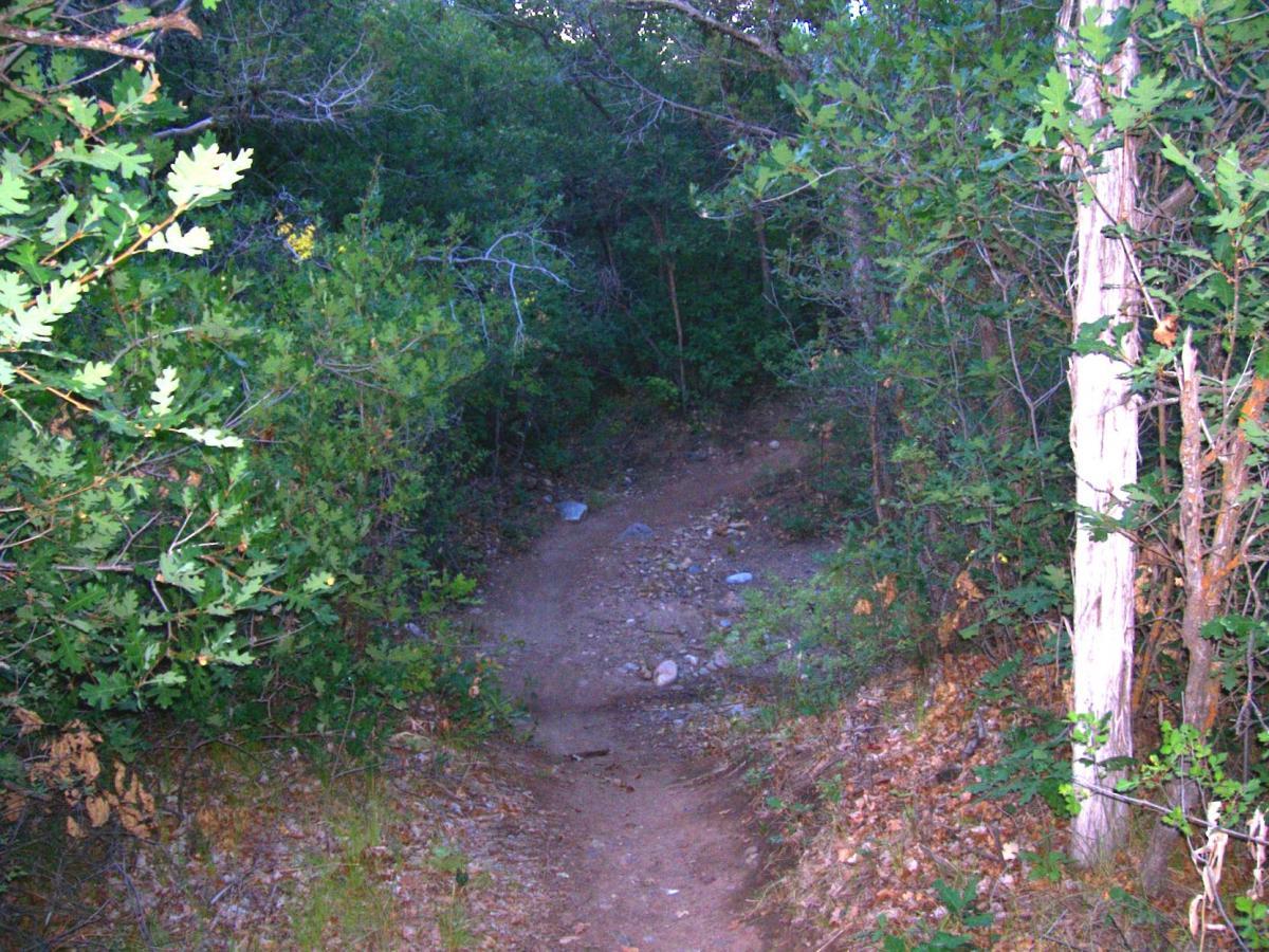 A narrow dirt path winding through a wooded area, surrounded by green foliage and shrubs. Sunlight filters through the trees, creating a peaceful and serene outdoor scene. Telegraph Trail System mountain bike trail.