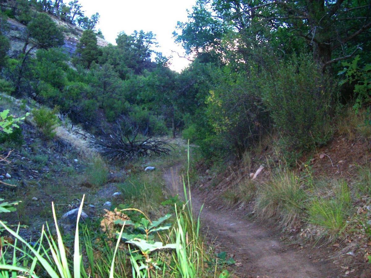 A winding dirt path surrounded by lush greenery, hills, and scattered rocks, leading through a serene forested area. Telegraph Trail System mountain bike trail.