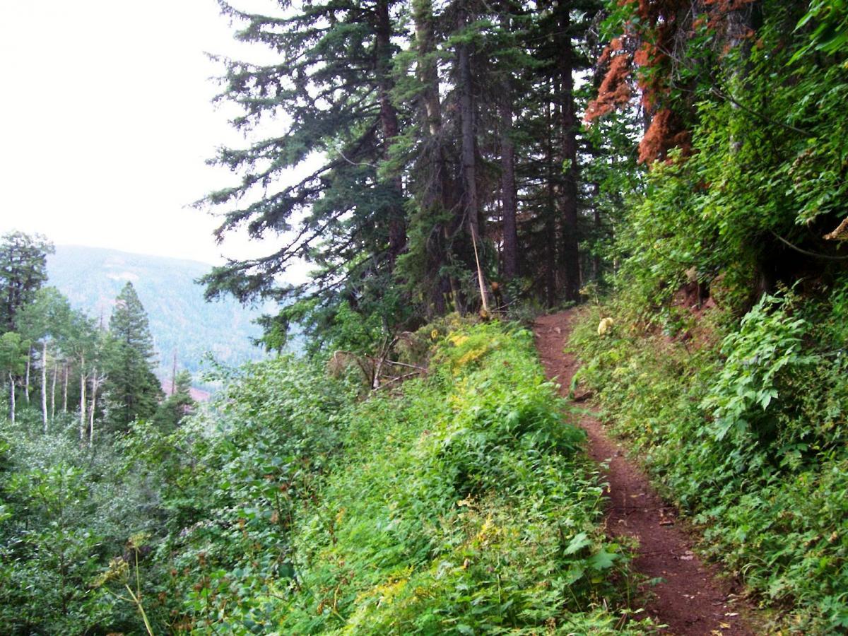 A narrow hiking trail surrounded by lush green vegetation and tall trees, leading through a forested area with distant mountains visible in the background. The scene is calm and natural, highlighting the beauty of the outdoors. Colorado Trail: Kennebec Pass To Junction Creek mountain bike trail.