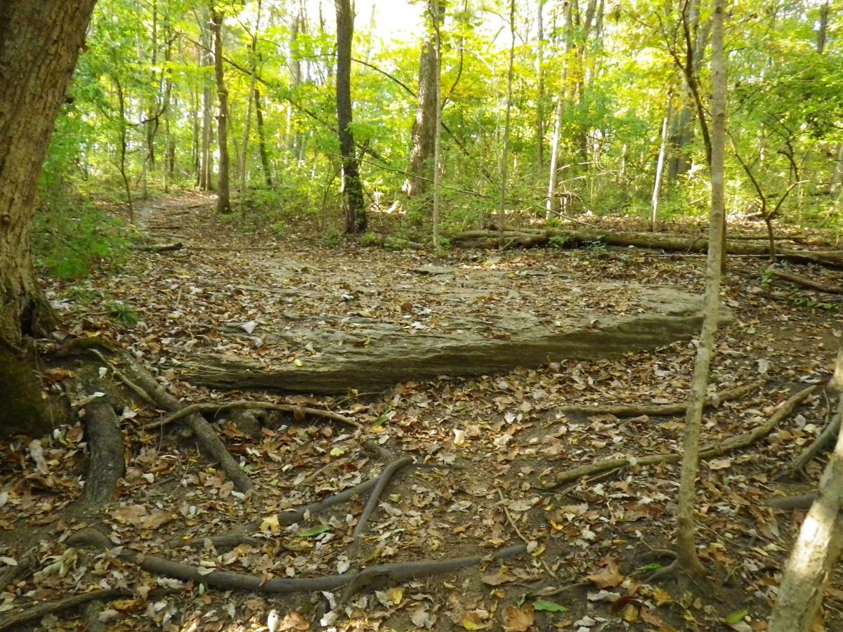 A forest scene with tall trees showing green and yellow leaves, a forest floor covered in fallen leaves and scattered twigs, and a rocky outcrop partially visible in the center. A winding dirt trail can be seen leading into the trees in the background, suggesting a serene nature path. Lock 4 mountain bike trail.