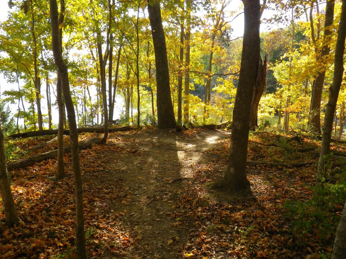 A serene wooded area with tall trees displaying vibrant autumn leaves. The ground is covered with fallen leaves, and a narrow dirt path winds through the scenery, leading toward a body of water visible in the background. Sunlight filters through the branches, creating a warm and inviting atmosphere. Lock 4 mountain bike trail.