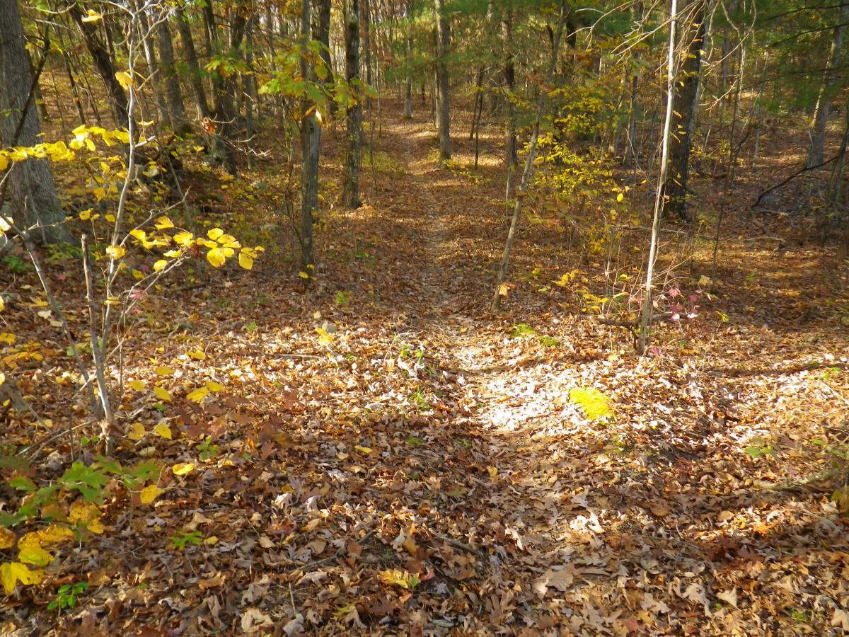 A serene forest path covered with fallen autumn leaves, surrounded by trees with golden and green leaves. The sunlight filters through the branches, creating a warm and inviting atmosphere. Stewart State Forest mountain bike trail.