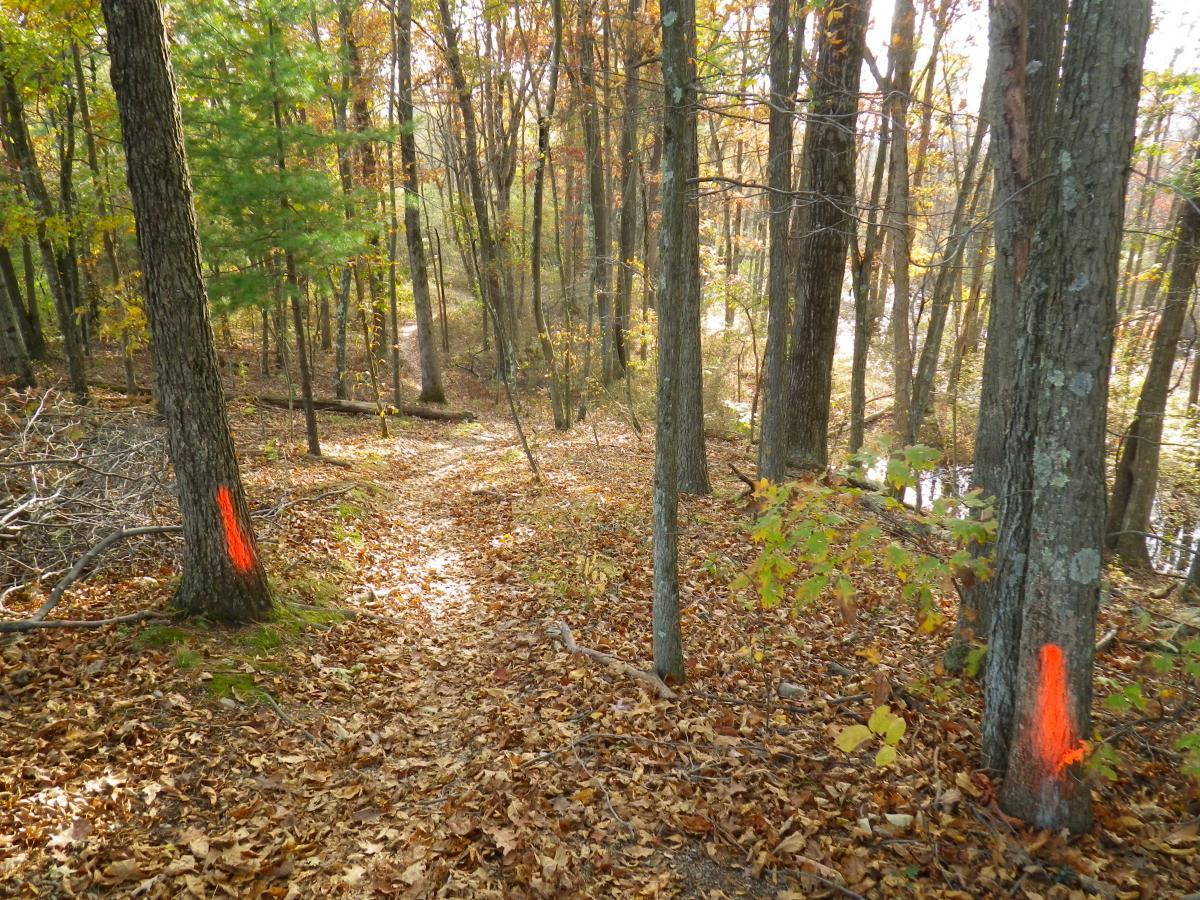 A forest scene with a winding dirt path, surrounded by autumn foliage and trees. Some trees have bright orange markings on their trunks. The ground is covered with fallen leaves, and sunlight filters gently through the branches. Stewart State Forest mountain bike trail.