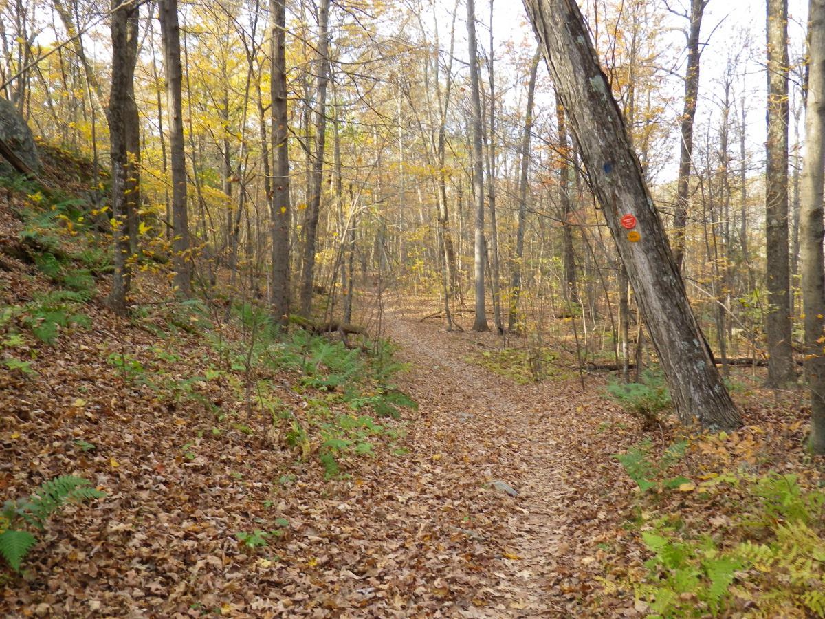 A winding dirt path through a wooded area, covered with fallen leaves and flanked by trees displaying autumn colors. Ferns and small plants grow along the trail, while marked trees indicate the route. Bright sunlight filters through the branches, creating a serene and inviting atmosphere. Stewart State Forest mountain bike trail.