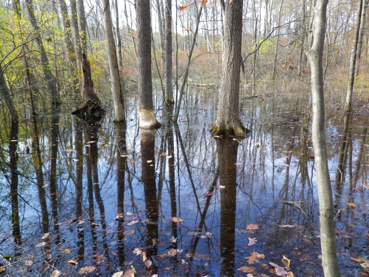 A tranquil scene of a flooded forest with tall, bare trees rising from dark water. The surface reflects the tree trunks and scattered autumn leaves float on the water. Surrounding foliage shows hints of green and color, indicating the transition of seasons. Stewart State Forest mountain bike trail.