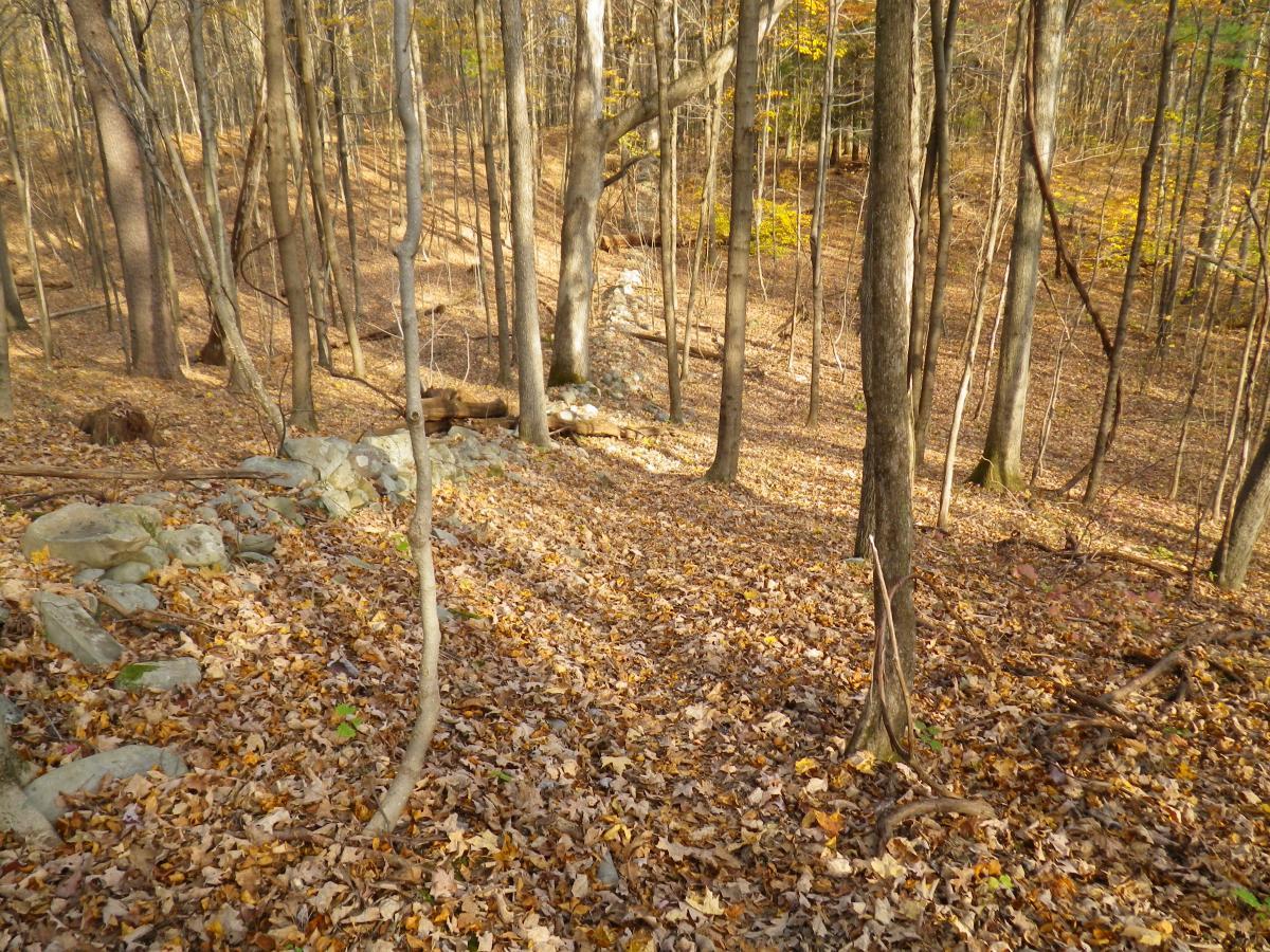 A serene forest scene featuring a carpet of autumn leaves covering the ground, surrounded by tall trees with slender trunks. In the background, a gentle slope leads to a rocky area, creating a natural feeling of tranquility and inviting exploration of the wooded landscape. Stewart State Forest mountain bike trail.
