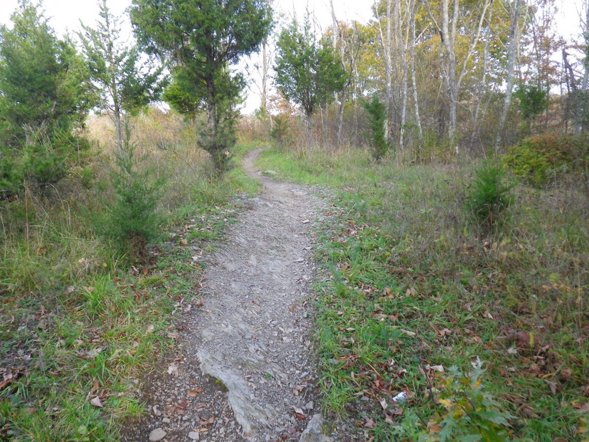 A gravel hiking path winding through a lush green forest, surrounded by small trees, shrubs, and fallen leaves. The path curves to the right, leading into the distance. Bright autumn foliage can be seen in the background. Stewart State Forest mountain bike trail.