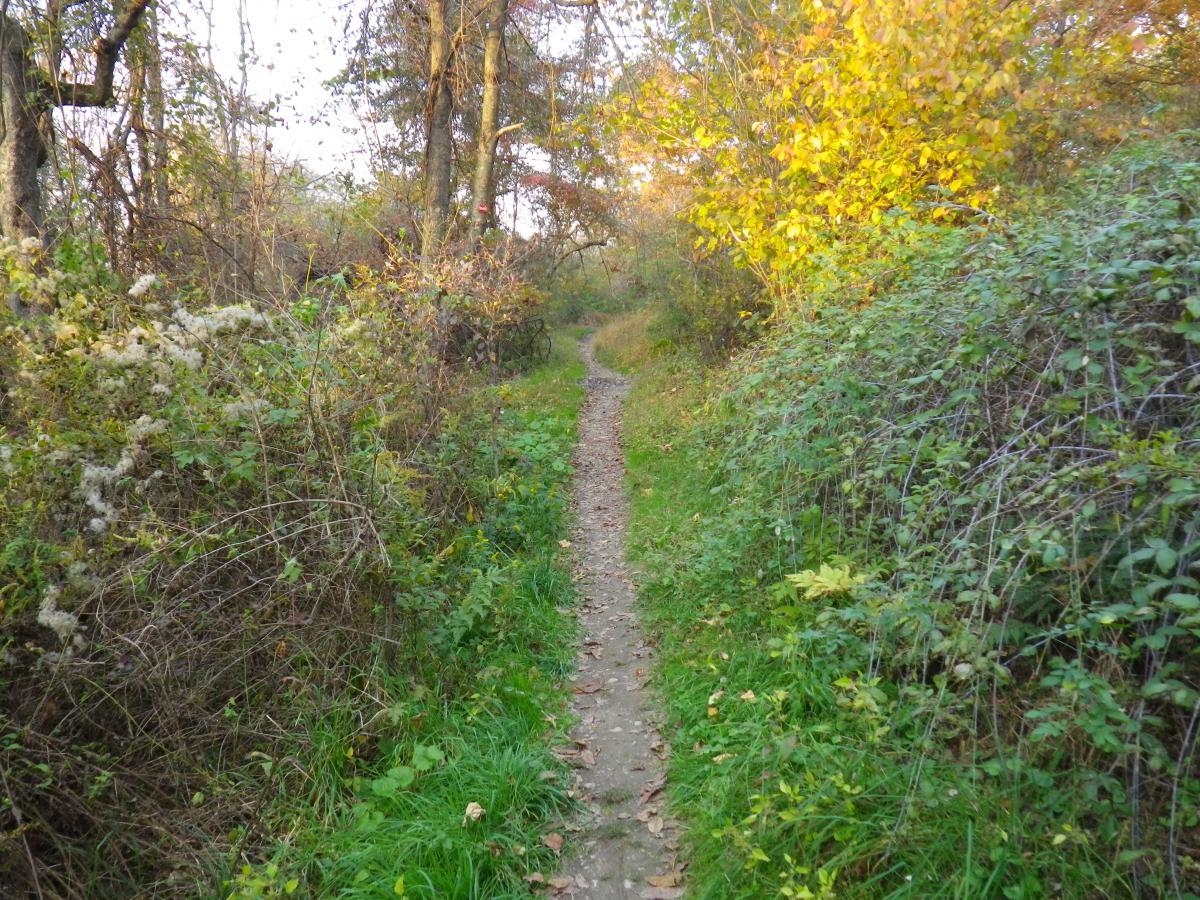 A narrow dirt path surrounded by lush greenery and wildflowers, winding through a forest with trees displaying autumn foliage. Sunlight filters through the branches, creating a serene and inviting atmosphere. Stewart State Forest mountain bike trail.