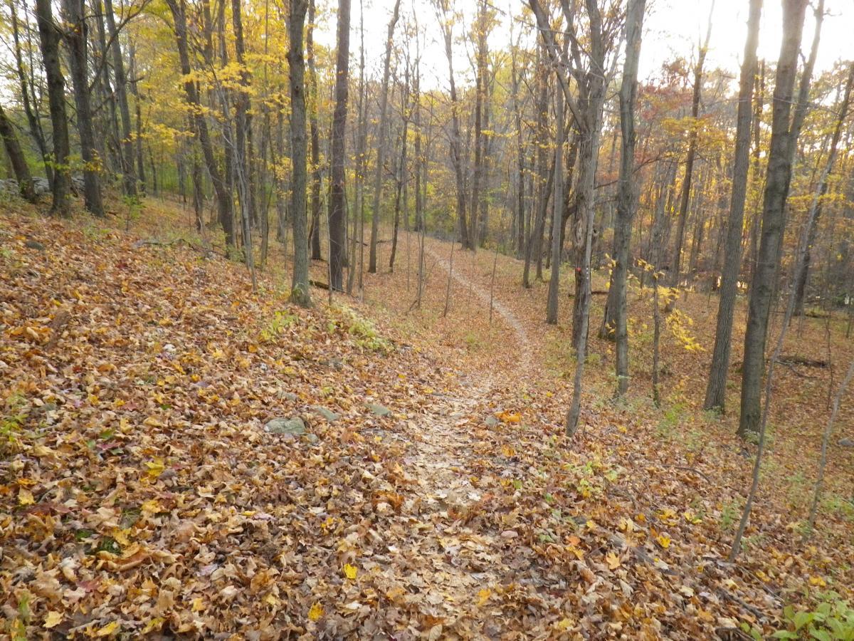 A serene forest path winding through trees with autumn foliage, surrounded by a carpet of colorful fallen leaves. The trail is bordered by tall, bare trees showing hints of yellow and orange leaves under soft natural light. Stewart State Forest mountain bike trail.